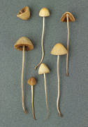 Conocybe tenera 2 Mushroom