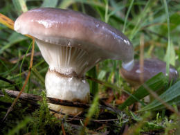 Gomphidius glutinosus