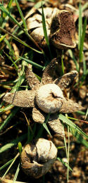 Astraeus hygrometricus3