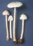 Lepiota procera3 Mushroom