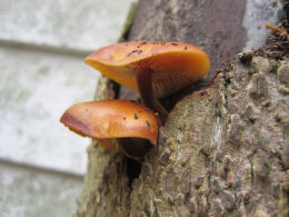 Flammulina velutipes Lynn Pepper 3