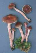 Cortinarius evernius Mushroom