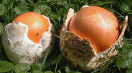 Amanita caesaria Fld