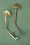 Inocybe calamistrata3 Mushroom