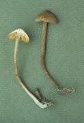 Inocybe calamistrata3 Mushroom