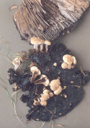 Asterophora lycoperdoides 2 Mushroom