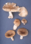 Russula pectinatoides Mushroom