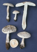 Amanita longipes Mushroom
