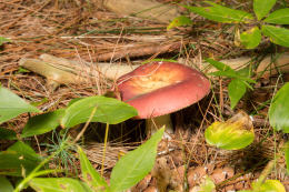 Russula decolorans