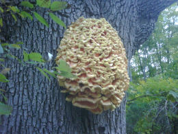 Laetiporus sulphureus   008