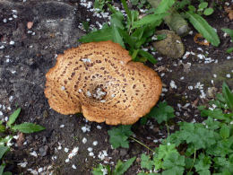 Polyporus squamosus Kelly Preedy2 Mushroom