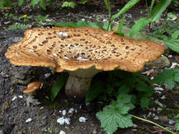 Polyporus squamosus Kelly Preedy3 Mushroom