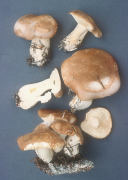 Leucopaxillus gentianus Mushroom