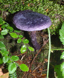 Cortinarius violaceus 2