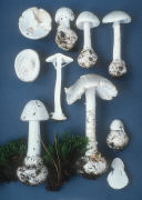 Amanita virosa Mushroom