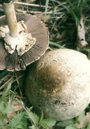 Agaricus placomyces2