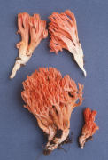 Ramaria araiospora var araiospora Mushroom