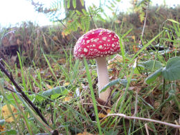 Amanita muscaria 26