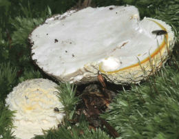 Amanita muscaria 26