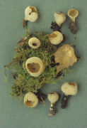 Tarzetta cupularis 2 Mushroom