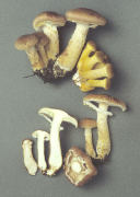 Armillaria gallica 2 Mushroom