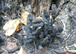 Xylaria polymorpha David Tuckett