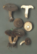 Lactarius fuliginosus2 Mushroom