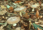 Amanita pantharina field Mushroom