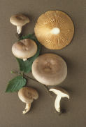 Lactarius circellatus3 Mushroom
