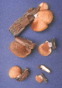 Crepidotus mollis 4 Mushroom