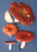 Russula paludosa Mushroom