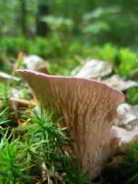 Gomphus clavatus2