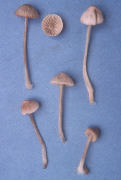 Mycena rosella3 Mushroom