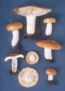 Russula decolorans 4 Mushroom