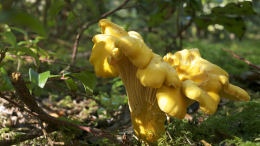 Cantharellus cibarius 13