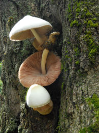 Volvariella bombycina77 Mushroom