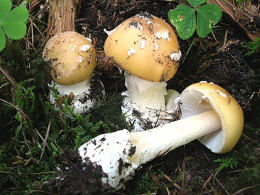 Amanita gemmata 3