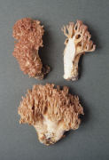 Ramaria botrytis2 Mushroom