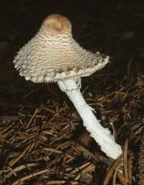 Lepiota clypeolaria2