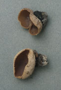 Peziza echinospora Mushroom