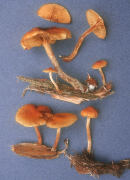 Gymnopilus penetrans Mushroom