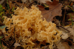 Sparassis crispa3