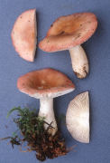 Russula aquosa Mushroom
