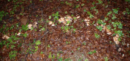 Hebeloma sinapizans4