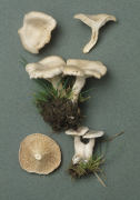 Clitocybe dealbata Mushroom