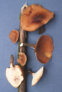 Polyporus various4 Mushroom