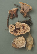 Hydnellum scrobiculatum Mushroom