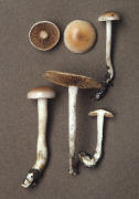 Hebeloma sacchariolens3 Mushroom