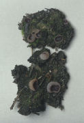 Peziza praetervisa Mushroom