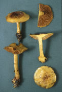 Cortinarius splendens Mushroom